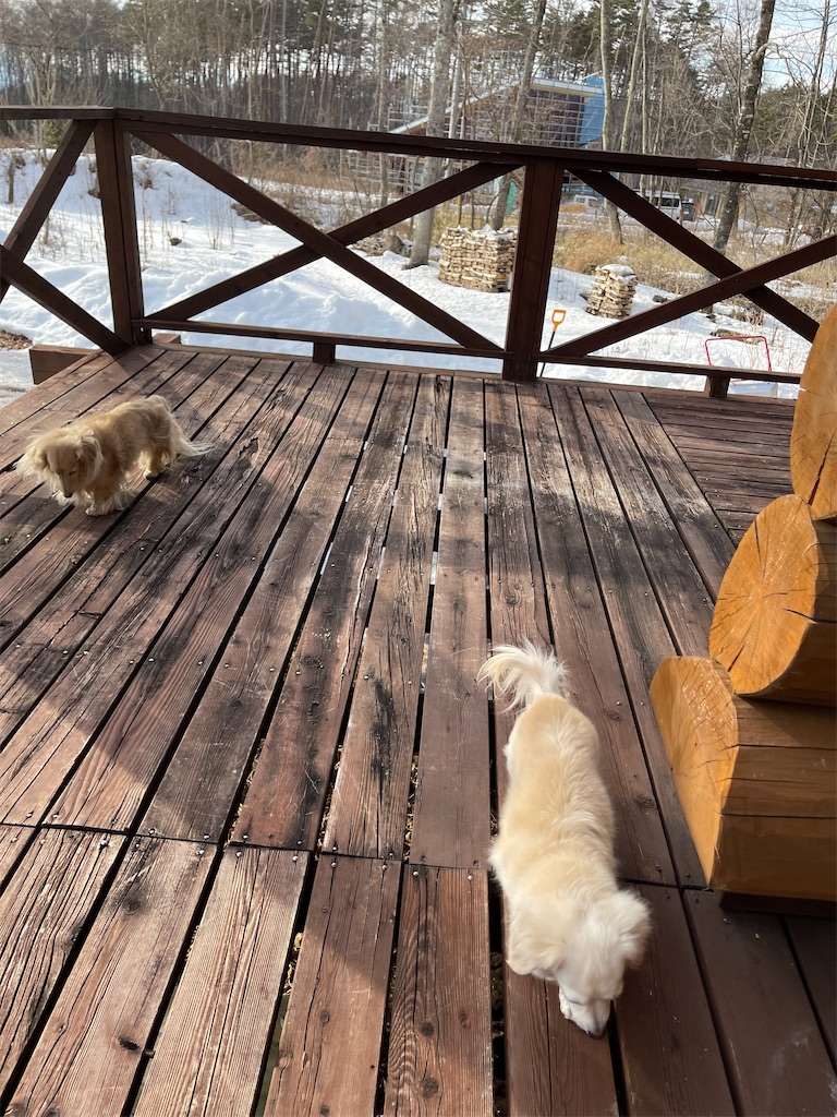 f:id:captaindog082:20220228200645j:image