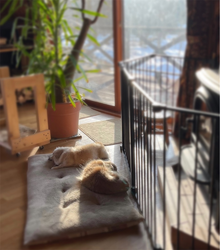 f:id:captaindog082:20220302204527j:image