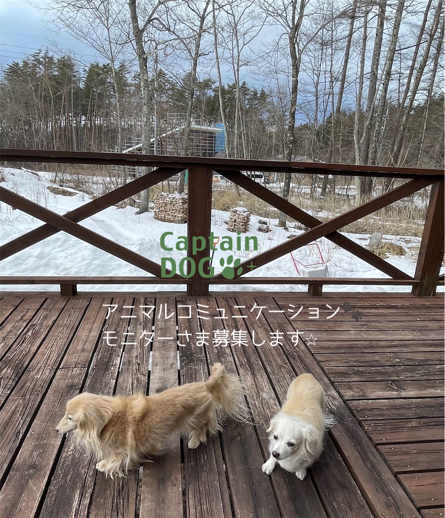 f:id:captaindog082:20220309134235j:image f:id:captaindog082:20220309134235j:image