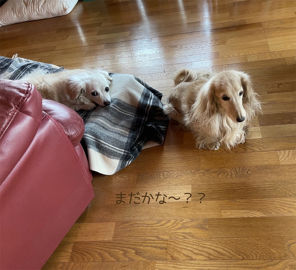 f:id:captaindog082:20220312094118j:image