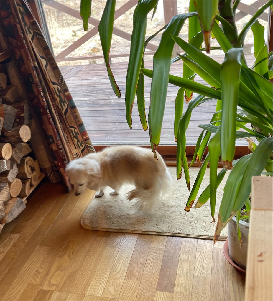 f:id:captaindog082:20220321094715j:image f:id:captaindog082:20220321094715j:image