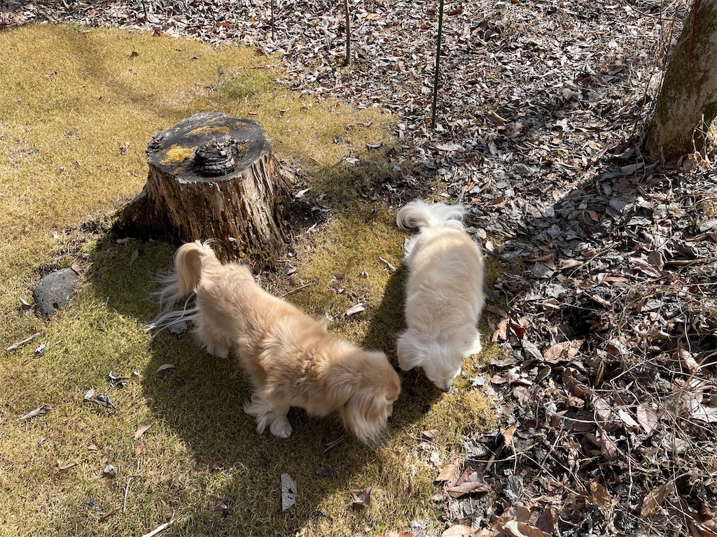 f:id:captaindog082:20220327205608j:image