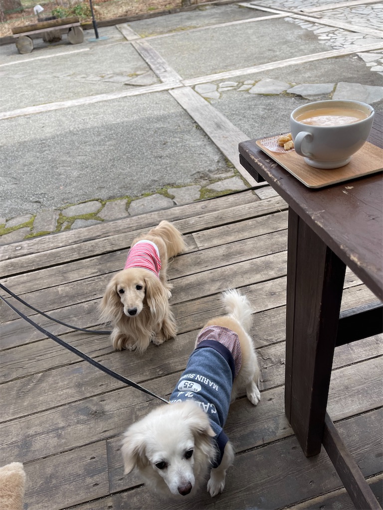 f:id:captaindog082:20220330205254j:image f:id:captaindog082:20220330205254j:image