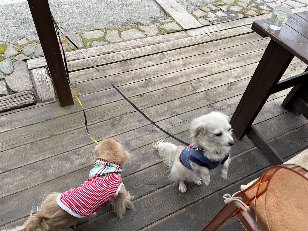 f:id:captaindog082:20220330205309j:image f:id:captaindog082:20220330205309j:image