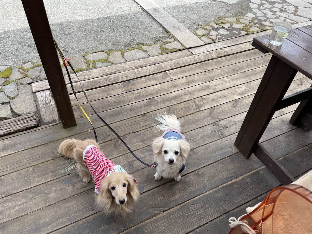 f:id:captaindog082:20220330205313j:image f:id:captaindog082:20220330205313j:image