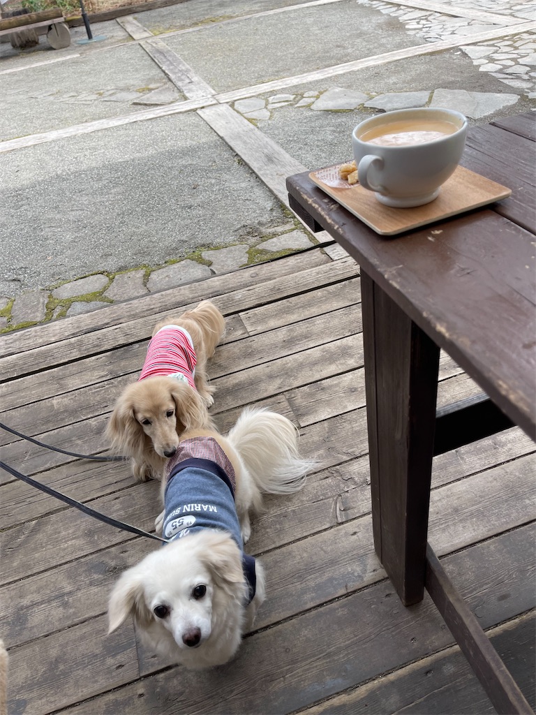 f:id:captaindog082:20220330205325j:image f:id:captaindog082:20220330205325j:image