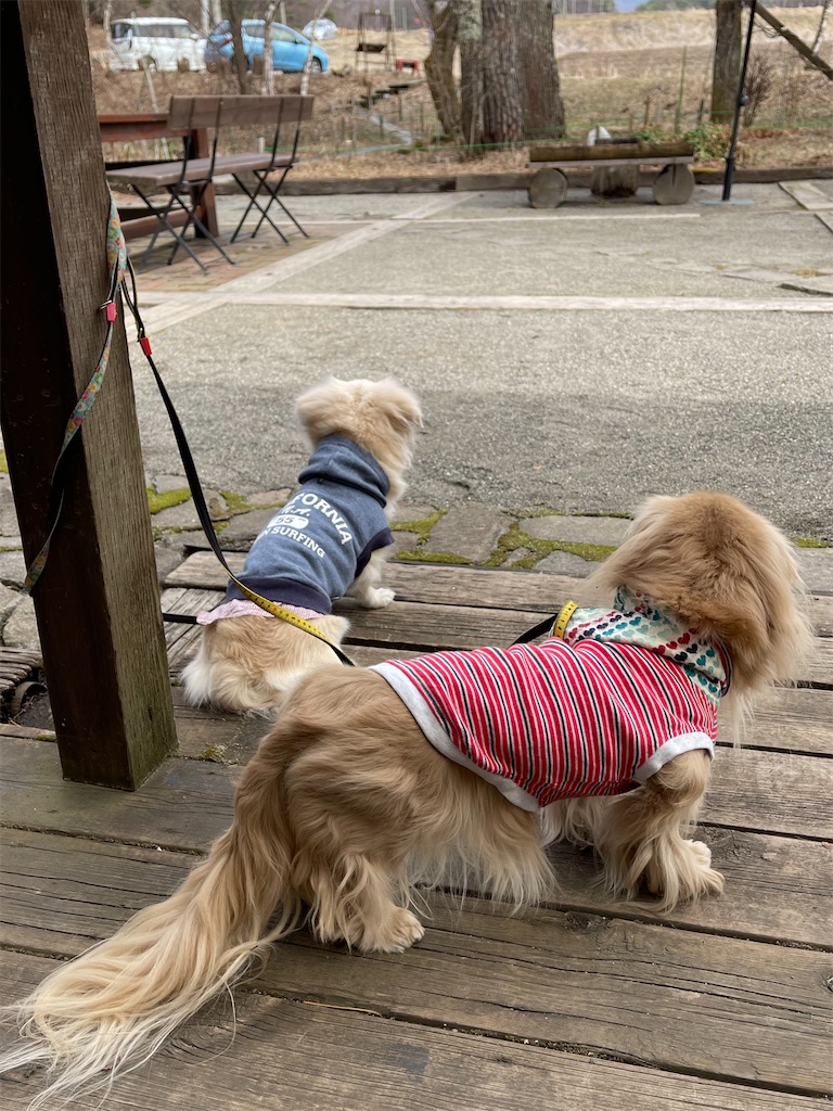 f:id:captaindog082:20220330205327j:image f:id:captaindog082:20220330205327j:image