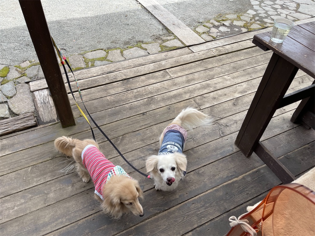 f:id:captaindog082:20220330205330j:image