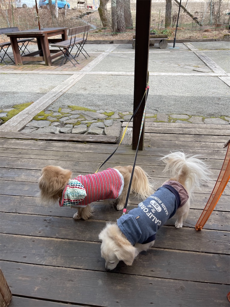 f:id:captaindog082:20220330205339j:image f:id:captaindog082:20220330205339j:image