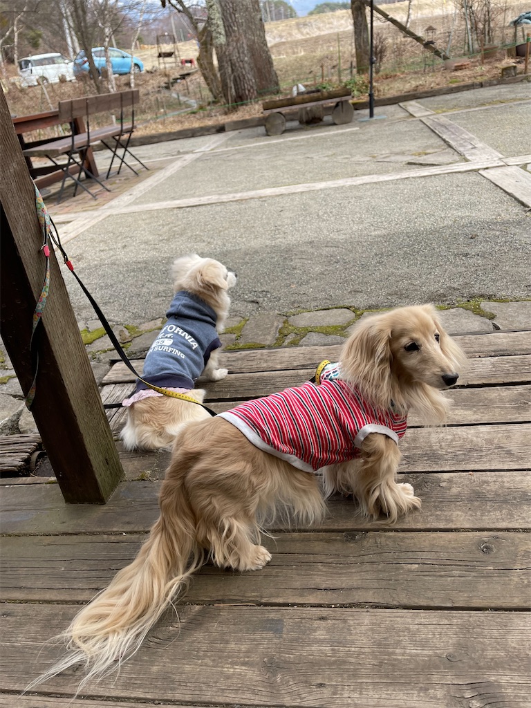 f:id:captaindog082:20220330205341j:image f:id:captaindog082:20220330205341j:image