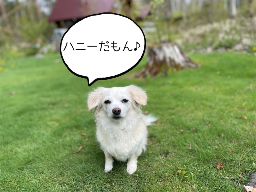 f:id:captaindog082:20220502230845j:image