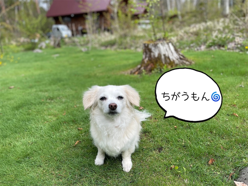 f:id:captaindog082:20220502230848j:image