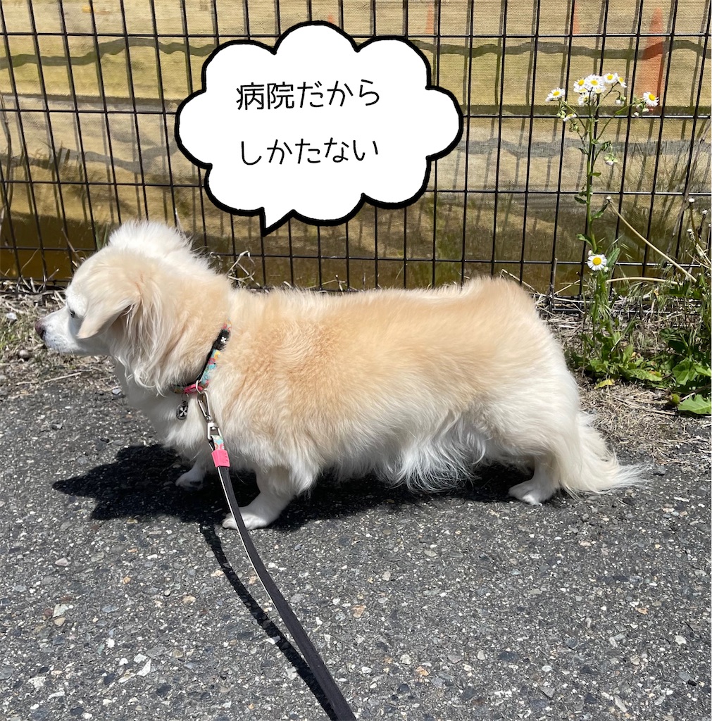 f:id:captaindog082:20220510182917j:image