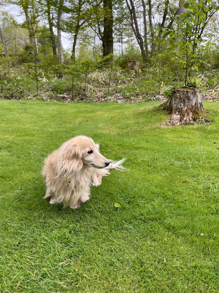 f:id:captaindog082:20220511192701j:image f:id:captaindog082:20220511192701j:image