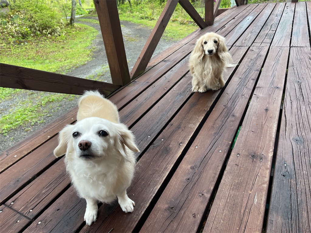 f:id:captaindog082:20220513082358j:image
