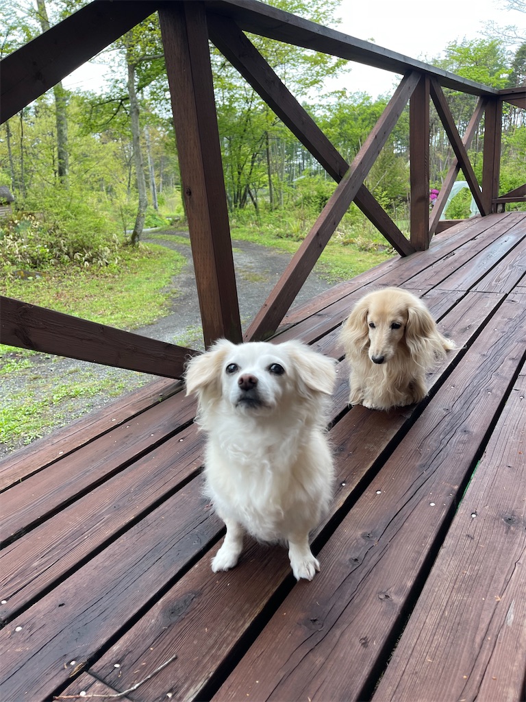 f:id:captaindog082:20220513082401j:image