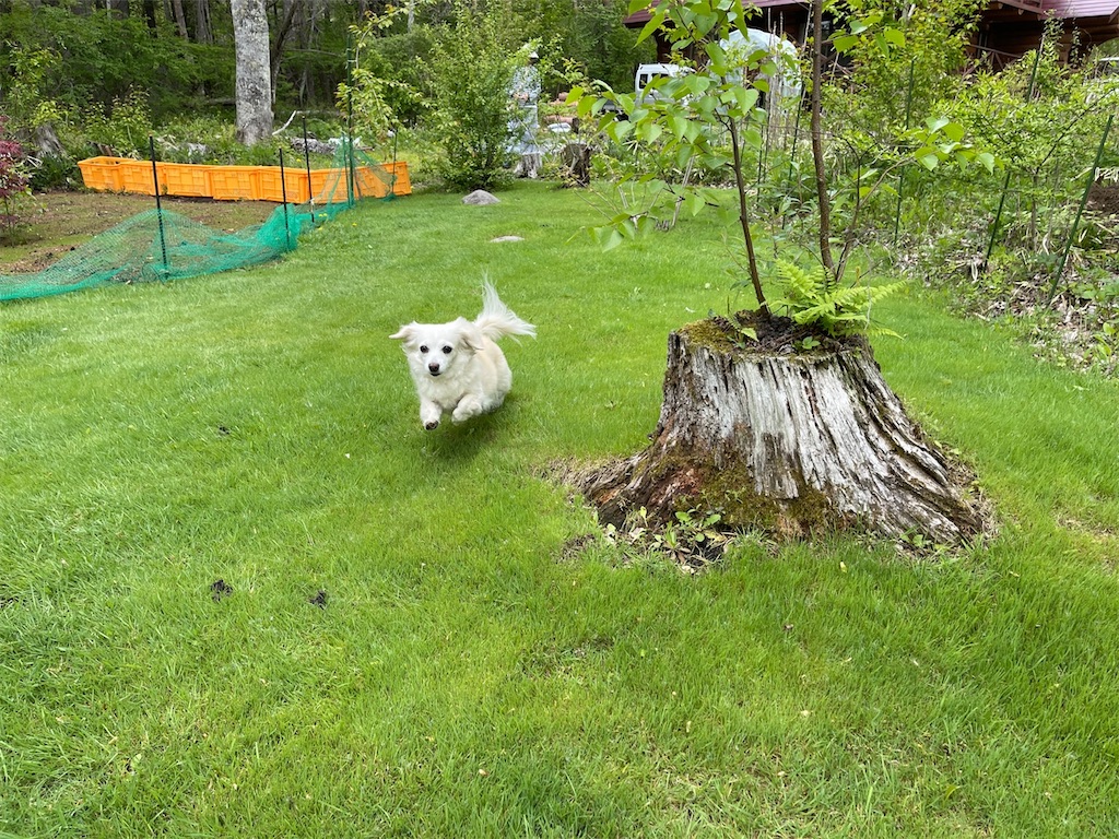 f:id:captaindog082:20220515214110j:image