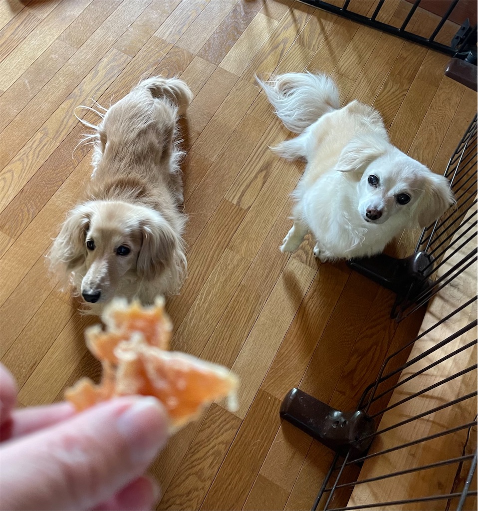 f:id:captaindog082:20220515214126j:image