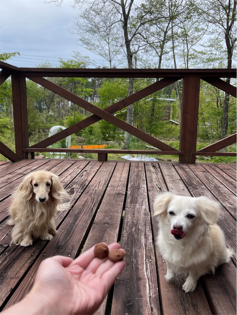 f:id:captaindog082:20220516221212j:image