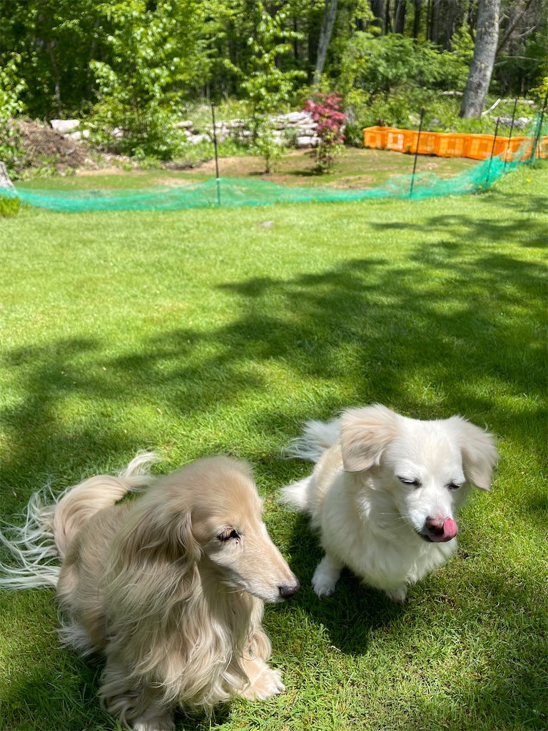 f:id:captaindog082:20220519215159j:image