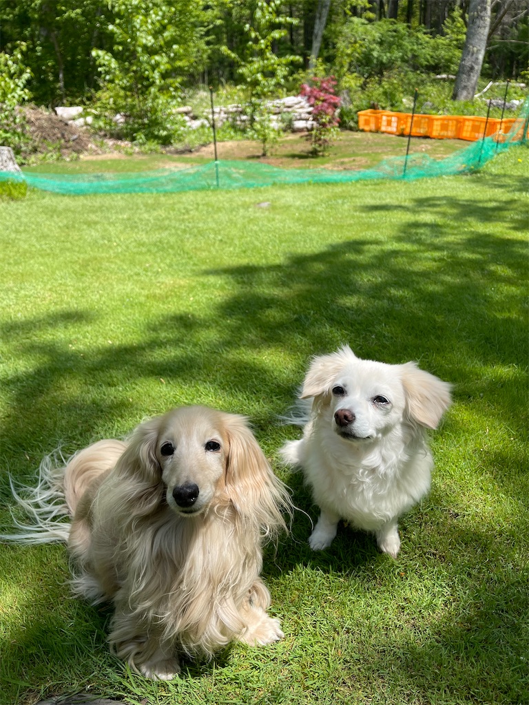 f:id:captaindog082:20220519215208j:image