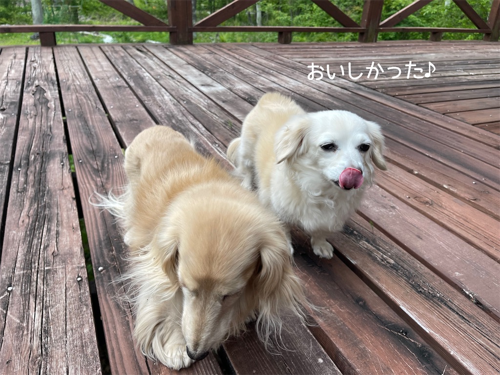 f:id:captaindog082:20220520191433j:image