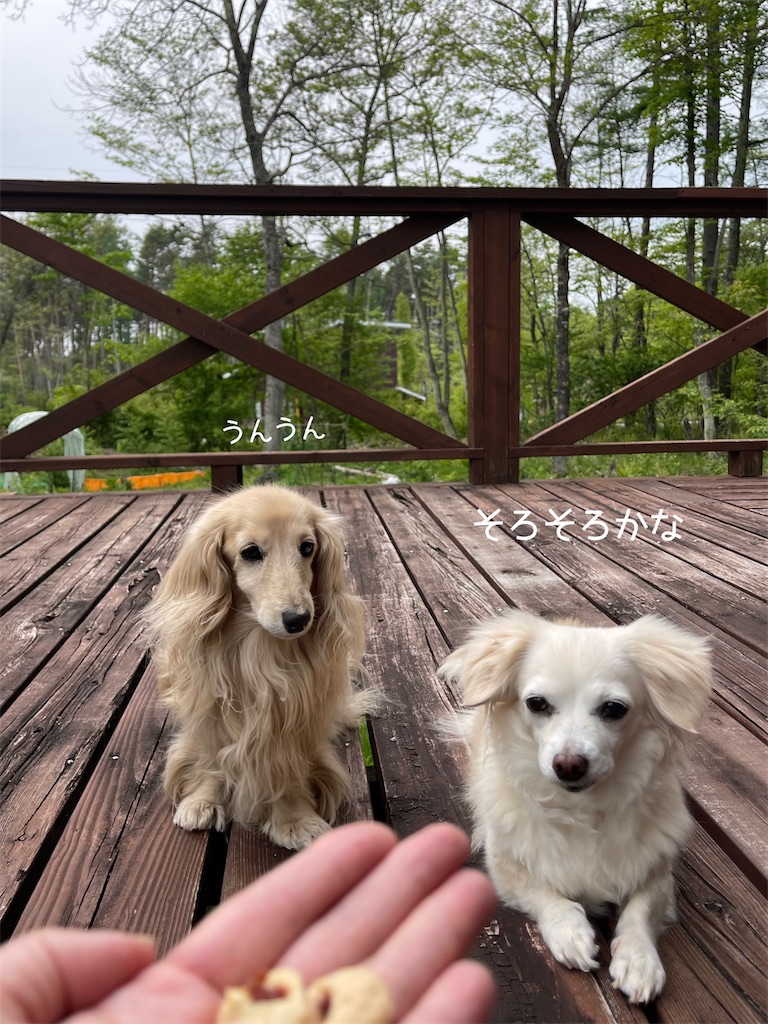 f:id:captaindog082:20220520191436j:image
