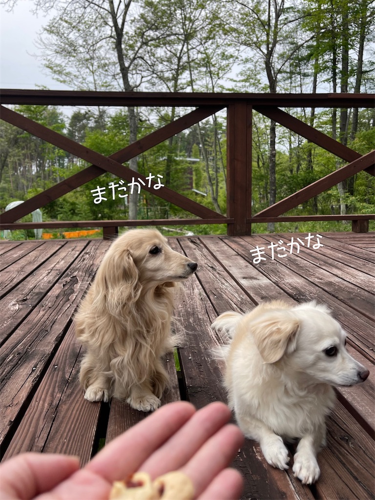 f:id:captaindog082:20220520191439j:image