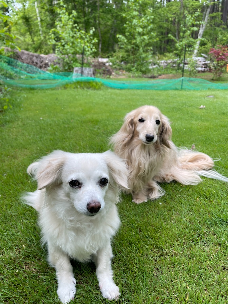 f:id:captaindog082:20220521213225j:image