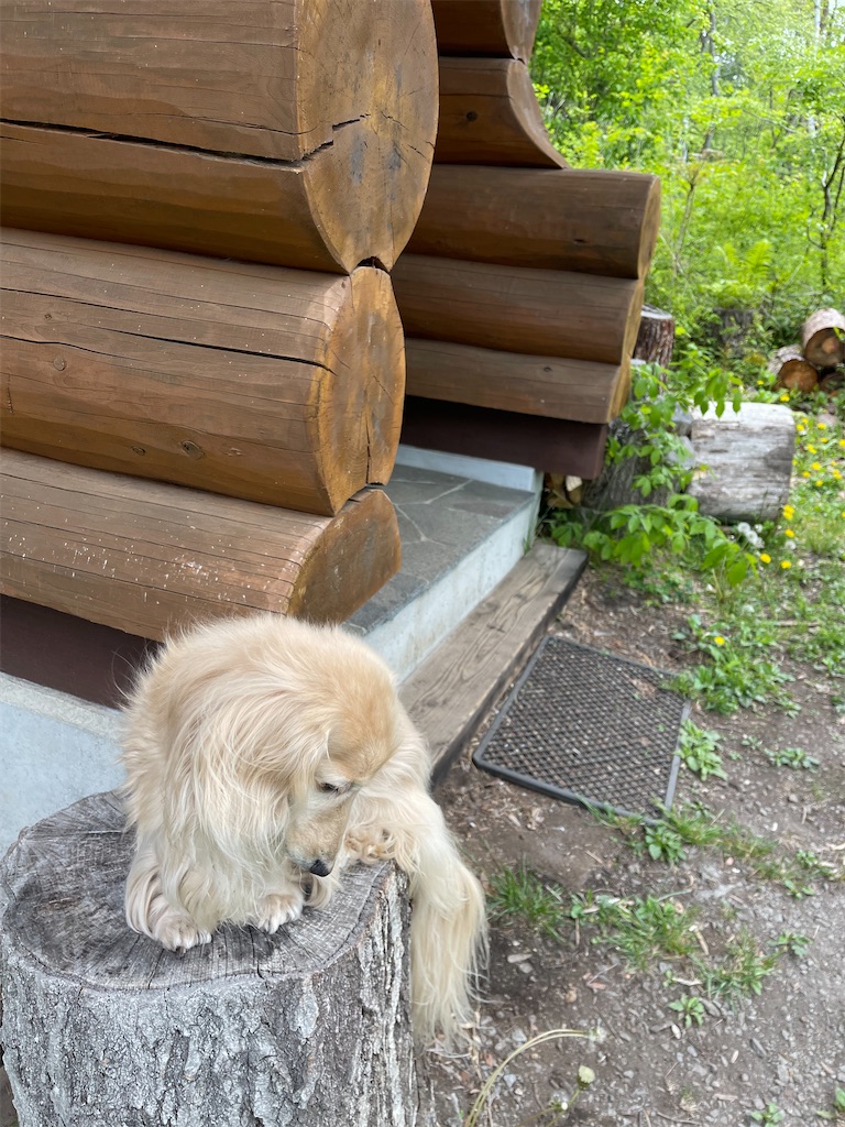 f:id:captaindog082:20220522164343j:image