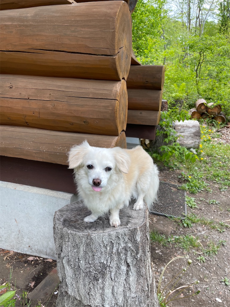 f:id:captaindog082:20220522164356j:image