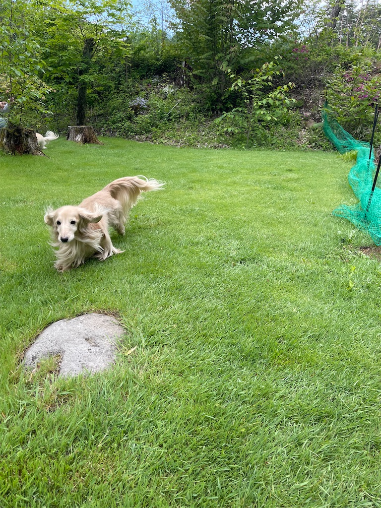 f:id:captaindog082:20220523161322j:image