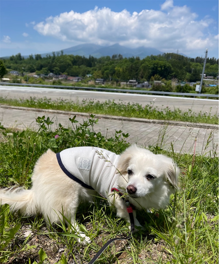 f:id:captaindog082:20220524195530j:image