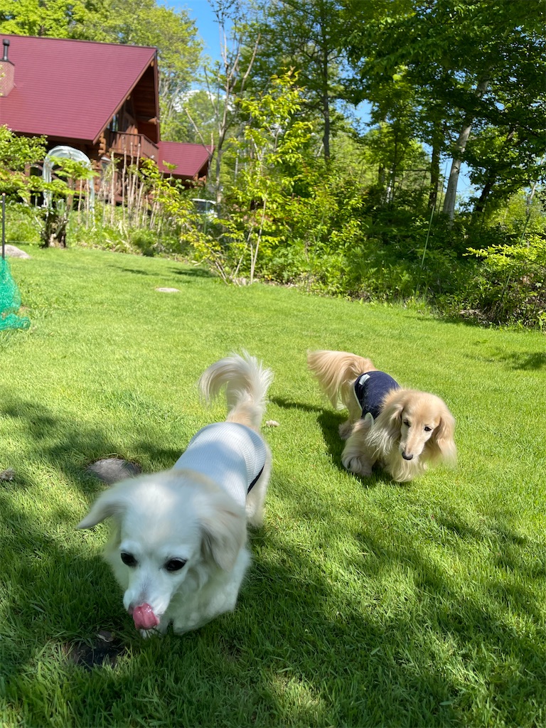 f:id:captaindog082:20220524195639j:image