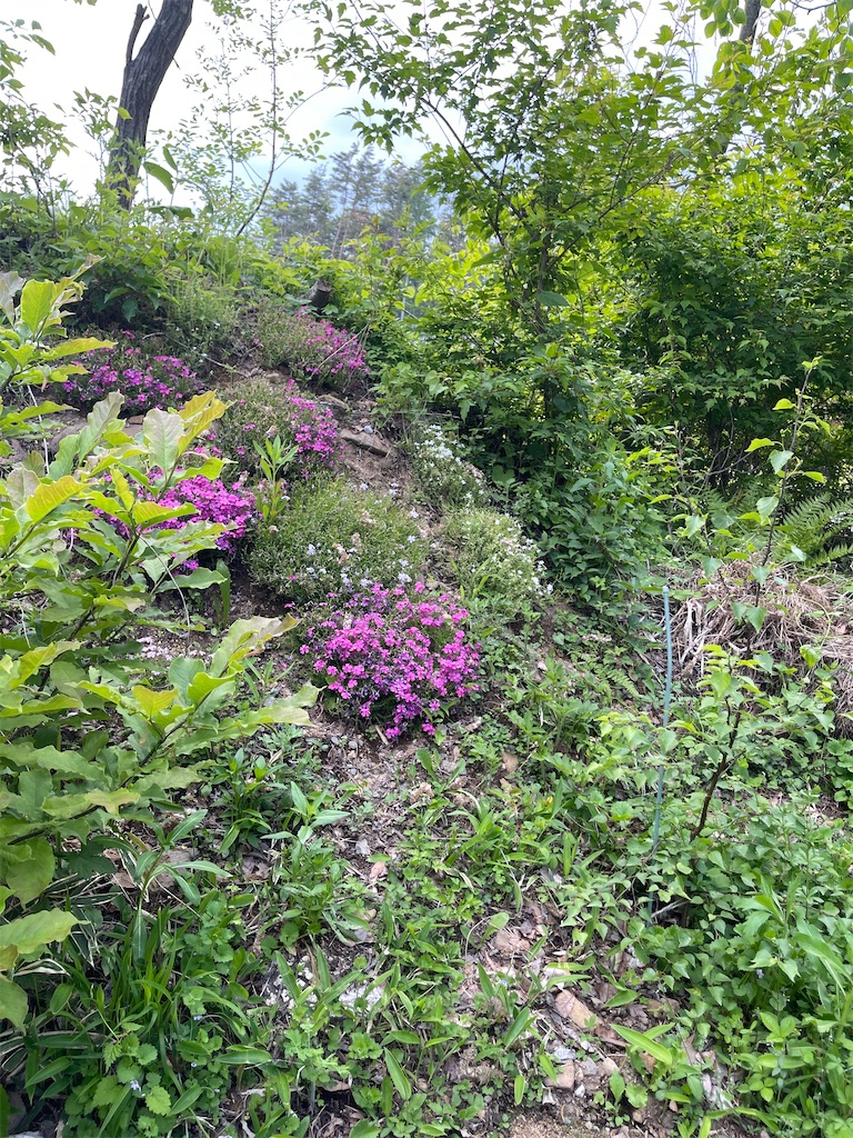 f:id:captaindog082:20220525165254j:image