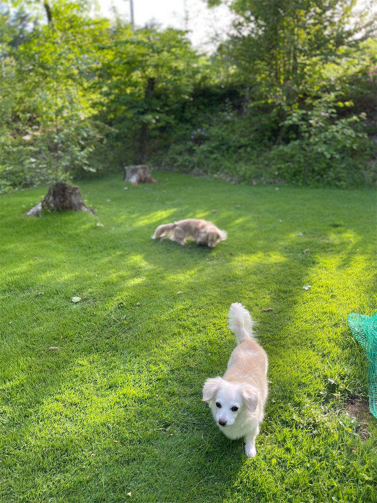 f:id:captaindog082:20220528215959j:image
