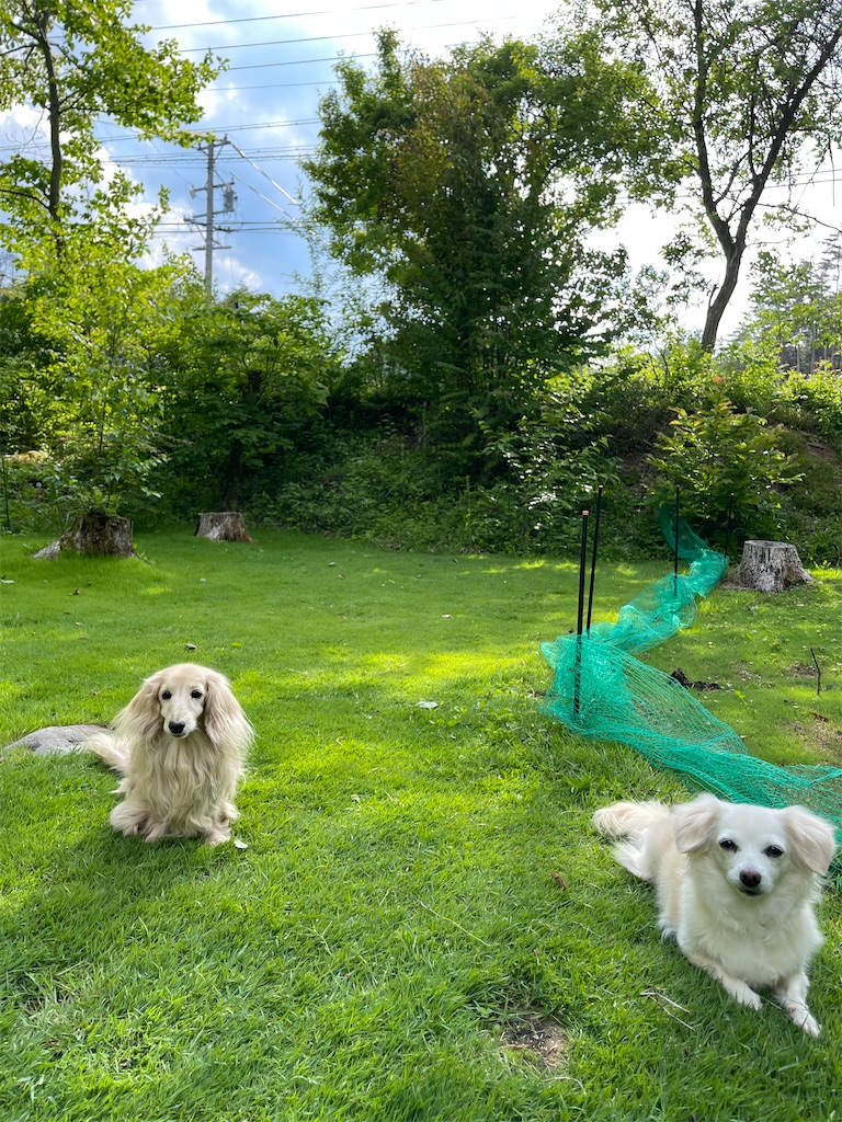 f:id:captaindog082:20220603234411j:image