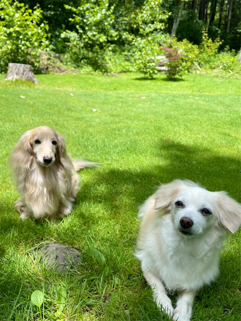 f:id:captaindog082:20220623222437j:image
