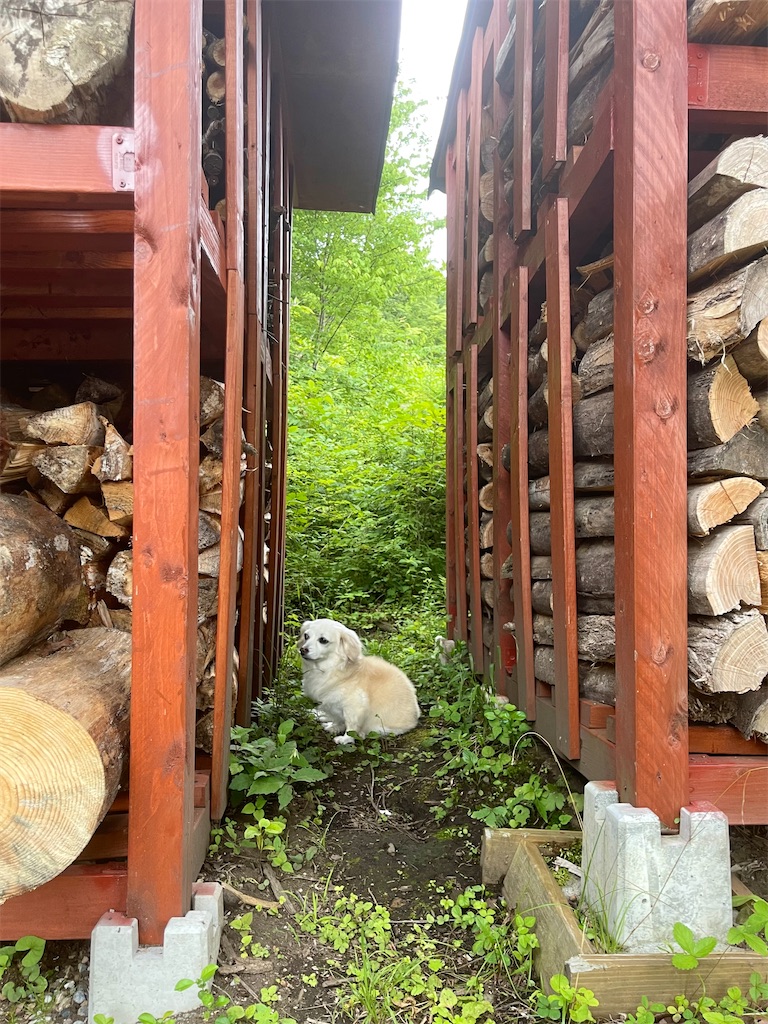 f:id:captaindog082:20220727223021j:image f:id:captaindog082:20220727223021j:image