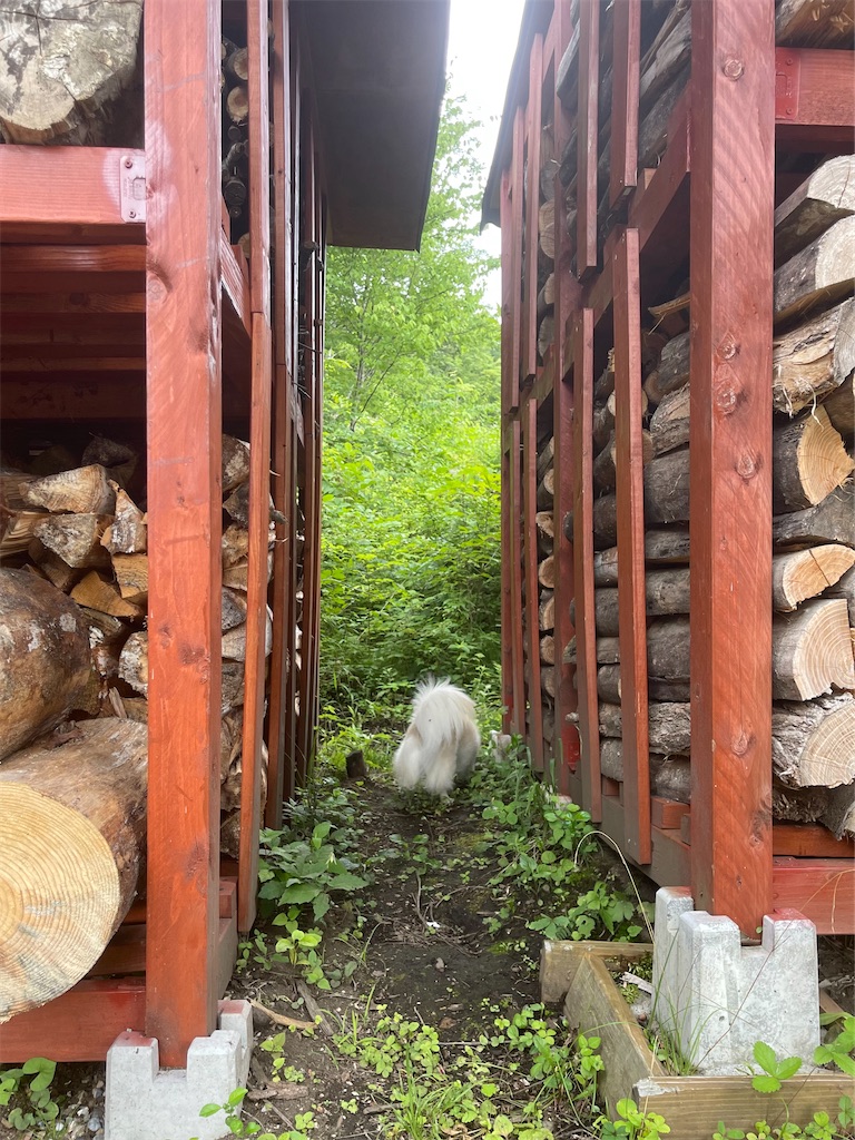 f:id:captaindog082:20220727223024j:image f:id:captaindog082:20220727223024j:image