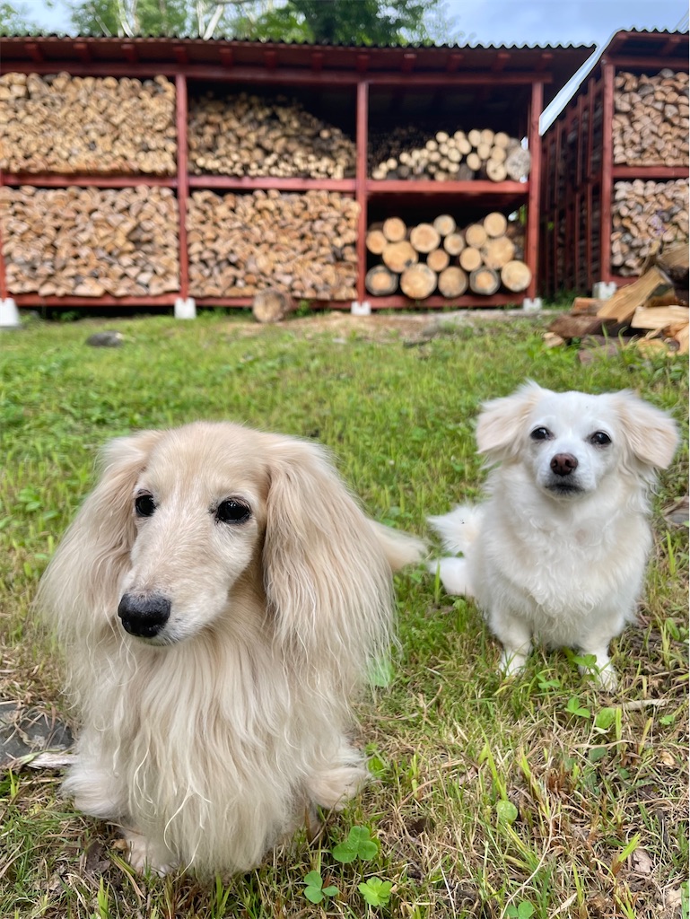 f:id:captaindog082:20220727223034j:image f:id:captaindog082:20220727223034j:image