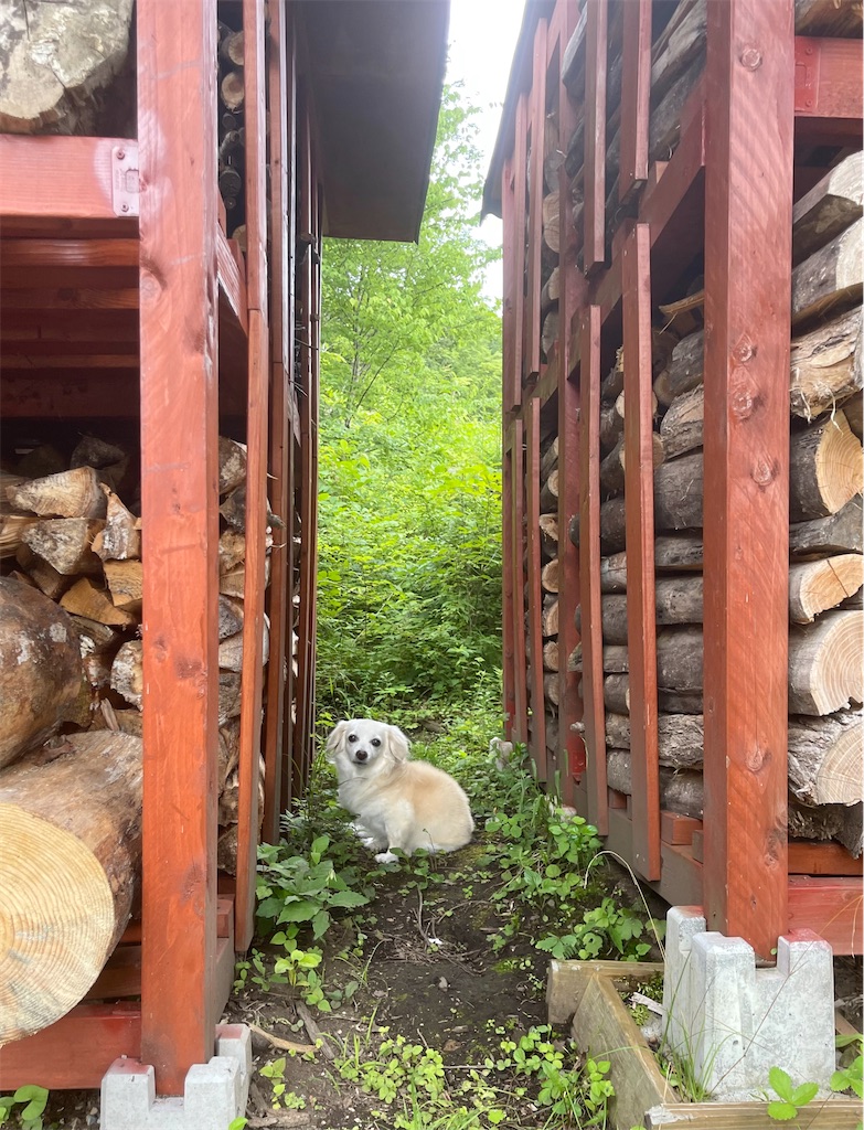 f:id:captaindog082:20220727223042j:image f:id:captaindog082:20220727223042j:image