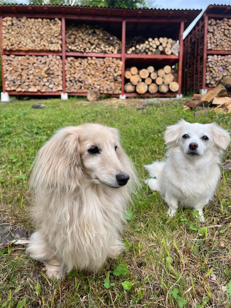 f:id:captaindog082:20220727223045j:image f:id:captaindog082:20220727223045j:image