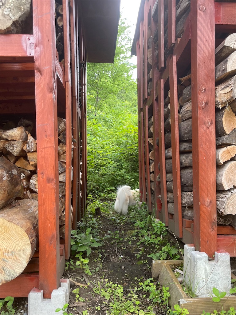 f:id:captaindog082:20220727223049j:image f:id:captaindog082:20220727223049j:image