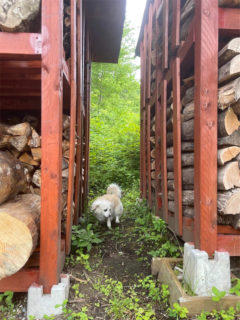 f:id:captaindog082:20220727223052j:image f:id:captaindog082:20220727223052j:image