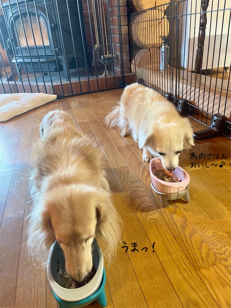 f:id:captaindog082:20230112203901j:image f:id:captaindog082:20230112203901j:image