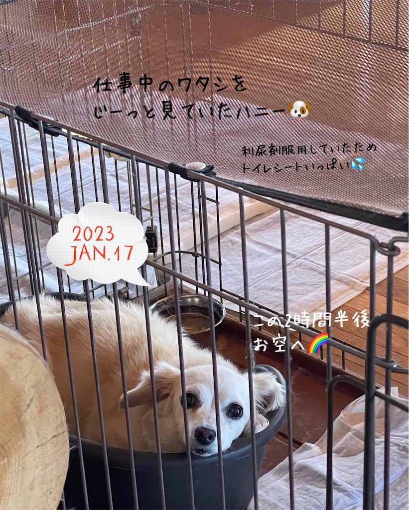 f:id:captaindog082:20230118230741j:image