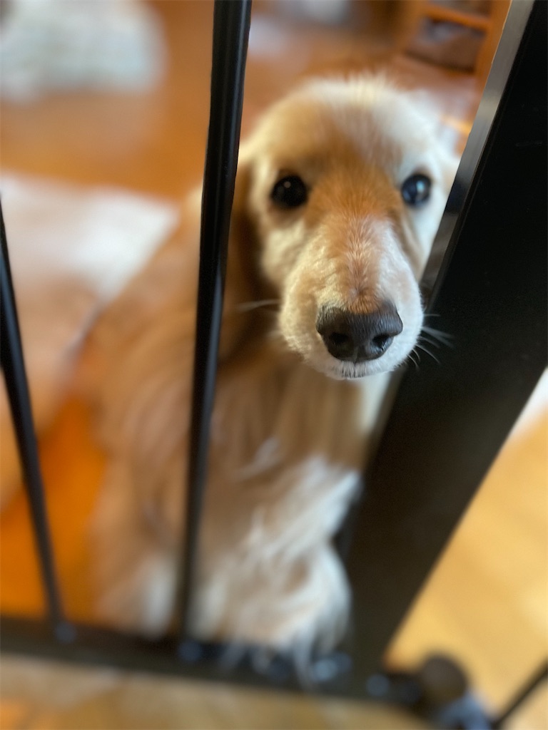 f:id:captaindog082:20230209081638j:image
