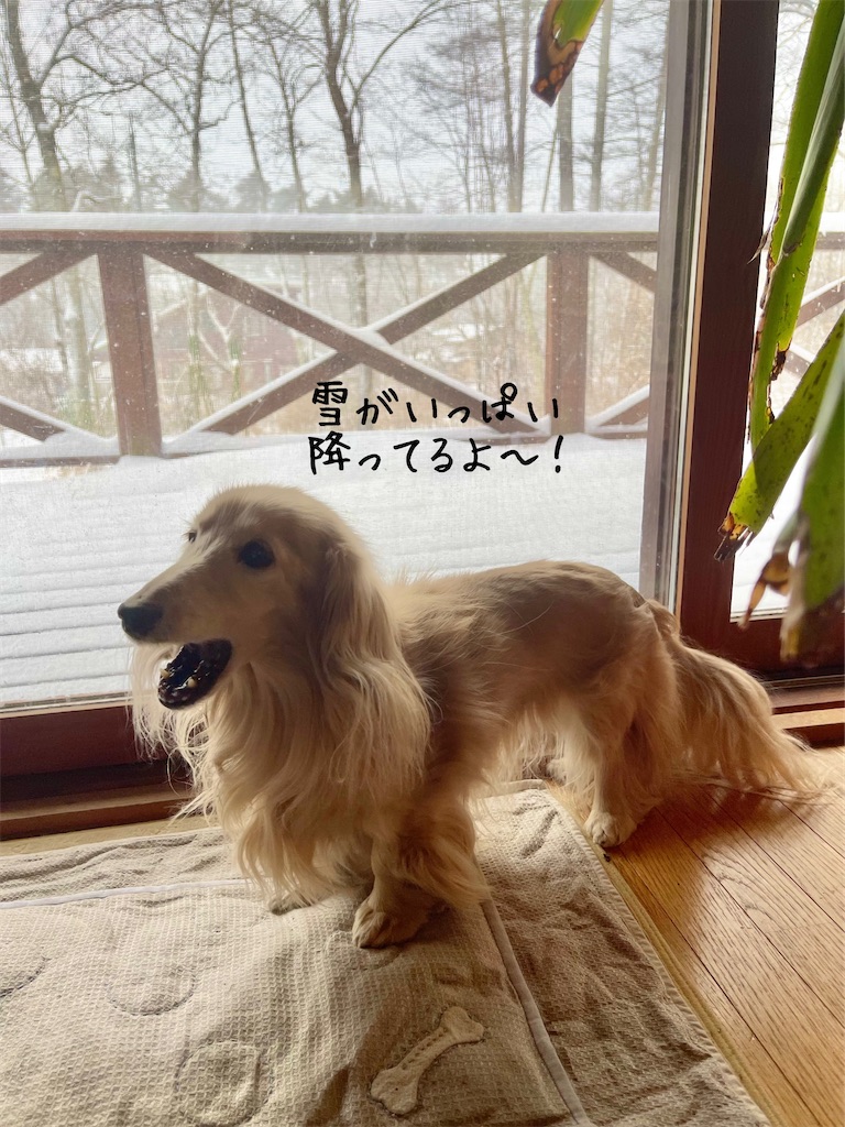 f:id:captaindog082:20230210180140j:image