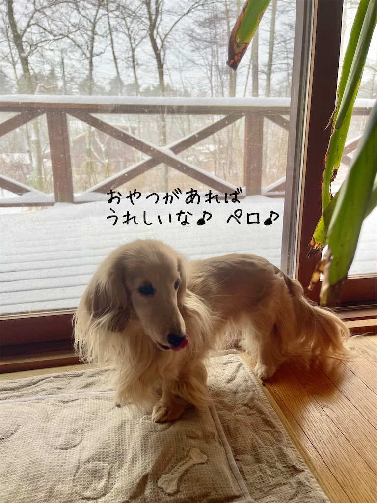 f:id:captaindog082:20230210180143j:image